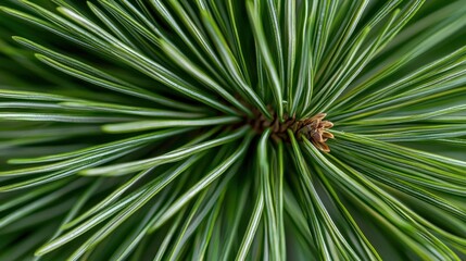 Close-up of a pine tree branch. the branch is covered in long, thin needles that are a bright green color. the needles are arranged in a radial pattern, creating a sense of depth and dimension.