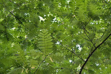Green leaves of a tree from below - foliage background