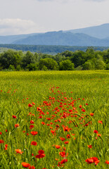 Landscape with a clump of red poppies in a field of green wheat