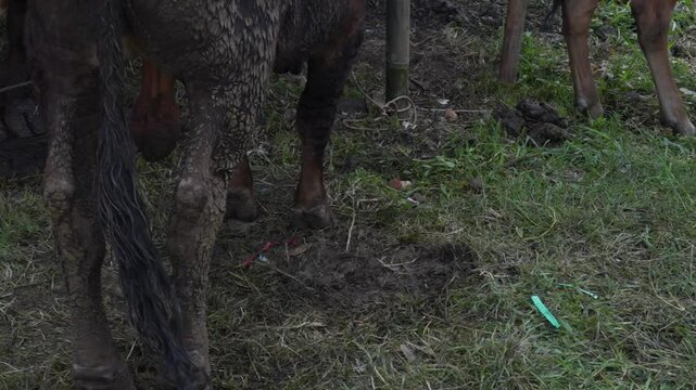 The legs of a dusty, dark-skinned cow.