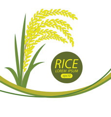 Rice. Vector illustration.