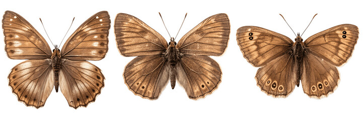 Naklejka premium Set For Three brown butterflies isolated on transparent background, wings spread