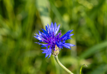Close-up of a Centaurea cyanus flower