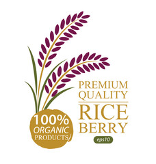 Rice berry. Vector illustration.