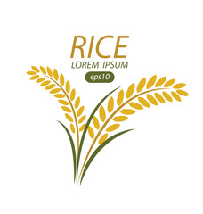 Rice. Vector illustration.