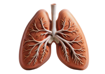Clean Human Lungs model isolated on transparent or white background