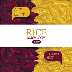 Jasmine rice, Rice berry, Rice grains vector illustration.