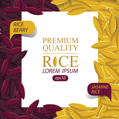 Jasmine rice, Rice berry, Rice grains vector illustration.