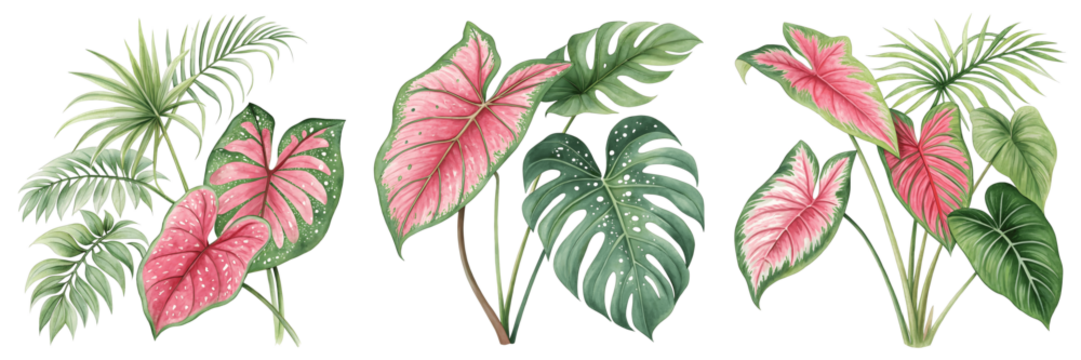 Set For Watercolor arrangement of pink caladium and green monstera leaves isolated on transparent background - Powered by Adobe