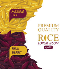 Jasmine rice, Rice berry, Rice grains vector illustration.