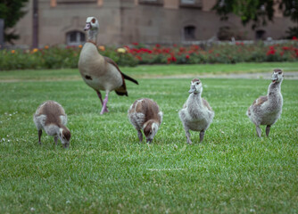 Duckmily