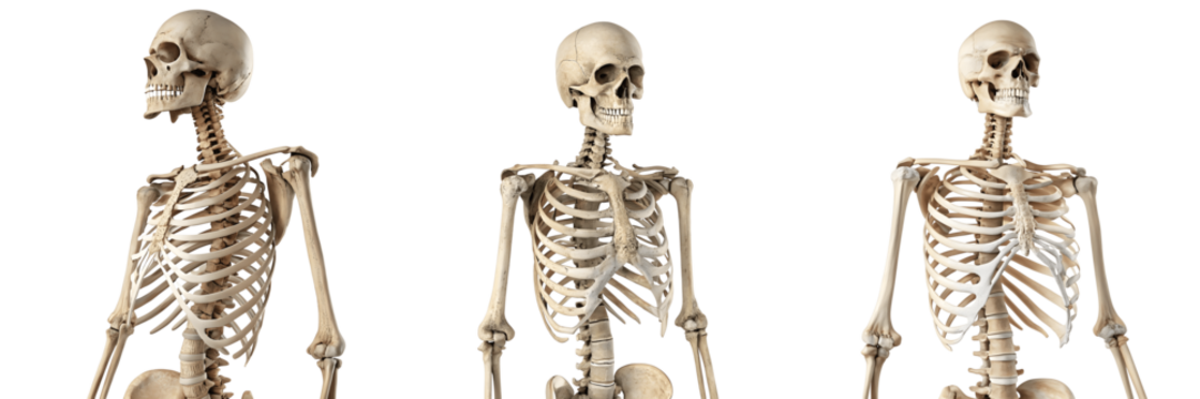 Set For Three anatomical skeletons isolated on transparent background, bone structure