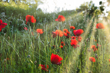 field of poppies