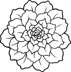 Marigold Flower outline vector illustration line art coloring book page