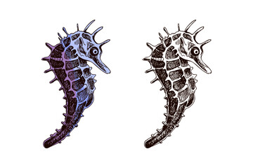 Hand drawn vintage sketch of sea horse in brown ink and purple gradient, isolated vector set illustration
