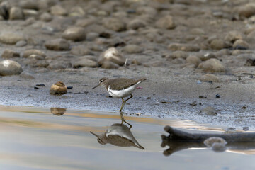 Sandpiper on the beach