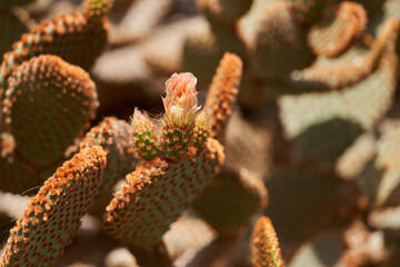 Blooming bunny ears cactus closeup