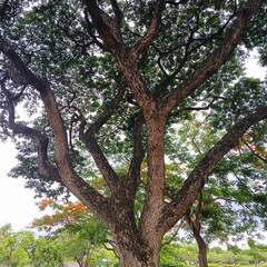 Large Tree with Spreading Branches in Serene Garden.