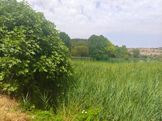 Spanish agriculture