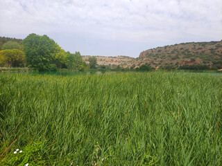 Spanish agriculture