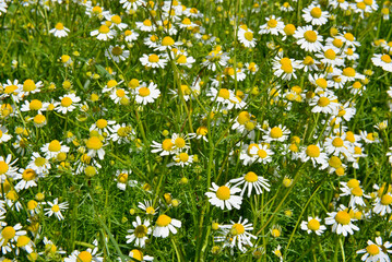Fototapeta premium The beauty of flowering camomile on a spring morning. Wild chamomile, Matricaria chamomilla