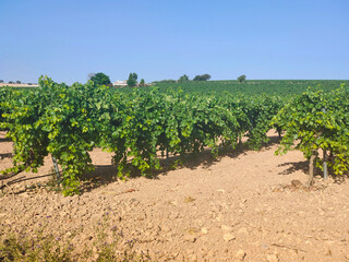 Spanish agriculture
