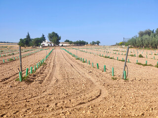 Spanish agriculture