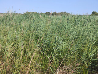 Spanish agriculture
