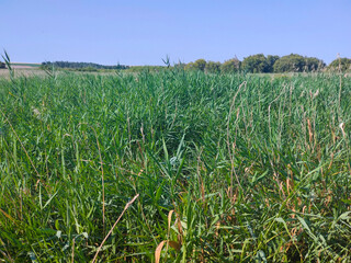 Spanish agriculture