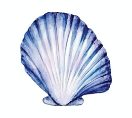 Seashells watercolor vector illustration set, underwater ocean animal art isolated on white background