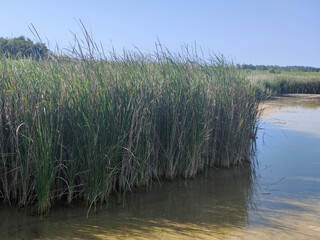 Lake in nature
