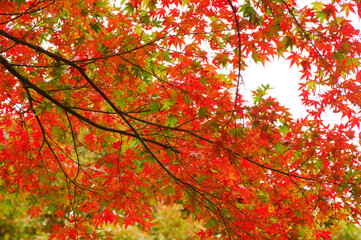 グラデーションの美しい紅葉
