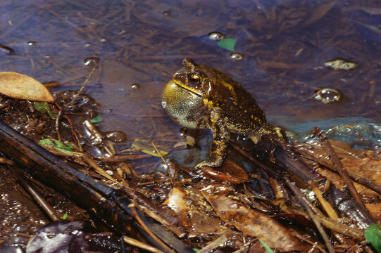 Amphibians frogs and toads common Indian toad buto melanostictus