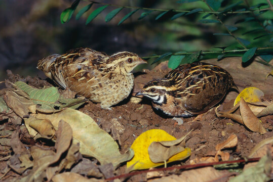 Birds Indian black breasted quails pair coturnix coromandelica