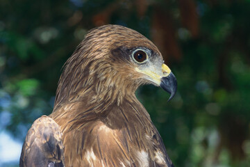 Birds Indian Pariah black kite Milvus Migrans birds of prey
