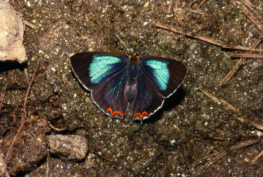 Insects butterfly Himalayan azure sapphire blues Heliophorus androcles