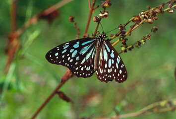 Fototapeta premium Insects butterfly blue tiger Tirumala Limniace