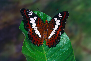 Insects Indian butterfly commander Moduza Procris on green leaf