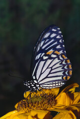 Insects butterfly Indian common mime chilasa clytia on flower