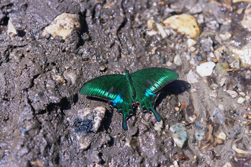 Insects butterfly swallowtail common peacock papilio