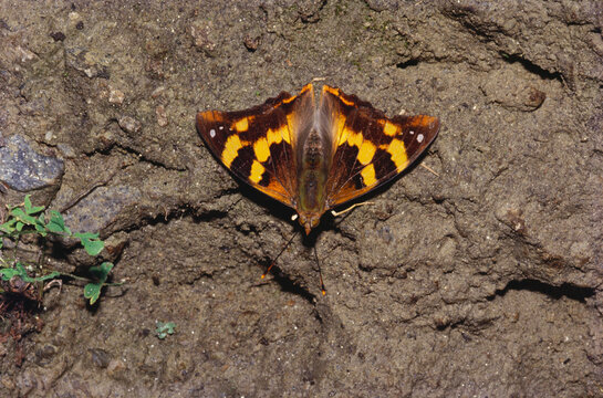 Insects butterfly Himalayan golden emperor dilipa morgiana nymp
