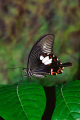 Insects Himalayas butterfly swallowtail red helen papilio helenus