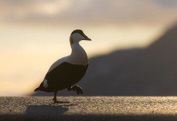 Common eider closeup Svalbard, Norway