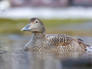 Common eider closeup Svalbard, Norway