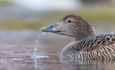 Common eider closeup Svalbard, Norway