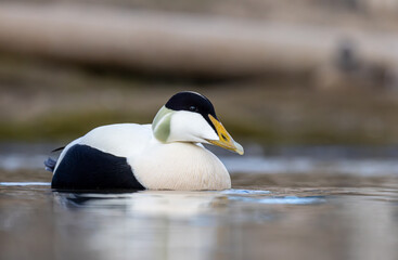 Common eider closeup Svalbard, Norway