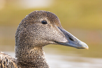 Common eider closeup Svalbard, Norway
