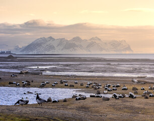 Nesting common eiders by the Longyearbyen dogyard