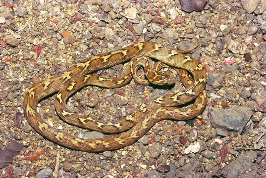Reptiles Indian common cat snake boiga trigonata
