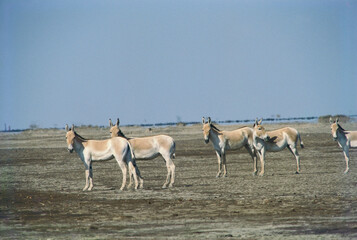 Asiatic wild Ass Asinus Hemionus Khur, Rann of Kutch, Gujarat, India